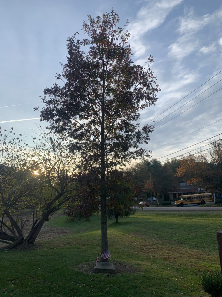 Colonel Pete Hilgartner memorial tree, Election Day at the Great Falls Freedom Memorial, November 3, 2020