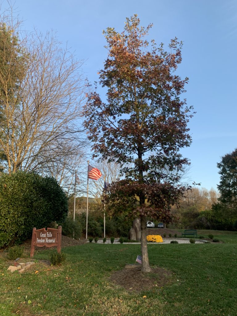 Colonel Pete Hilgartner memorial tree, Election Day at the Great Falls Freedom Memorial, November 3, 2020